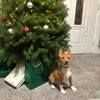 basenji_girl